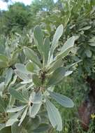 Image de Pyrus elaeagrifolia Pall.