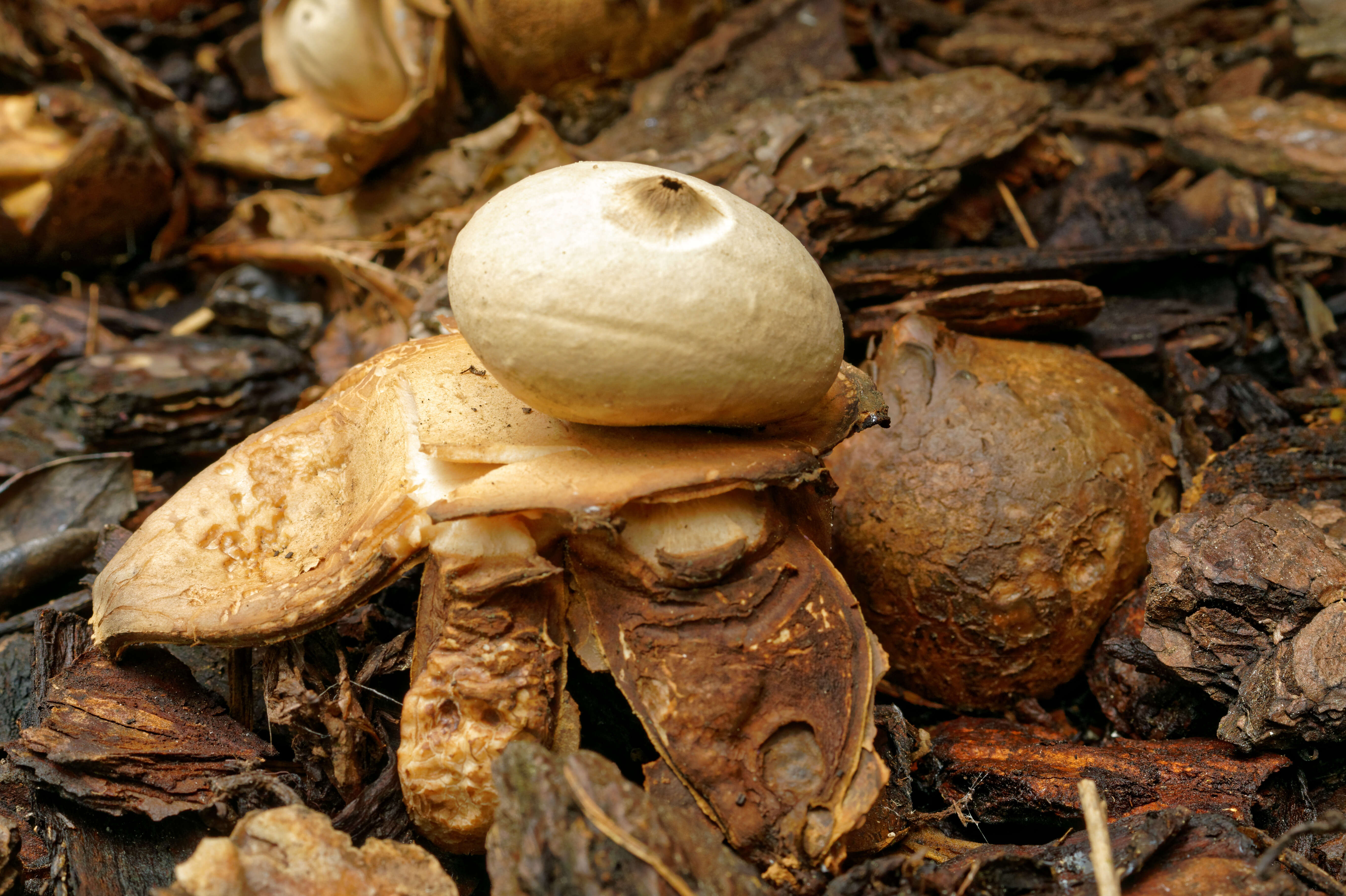 Image of Collared Earthstar