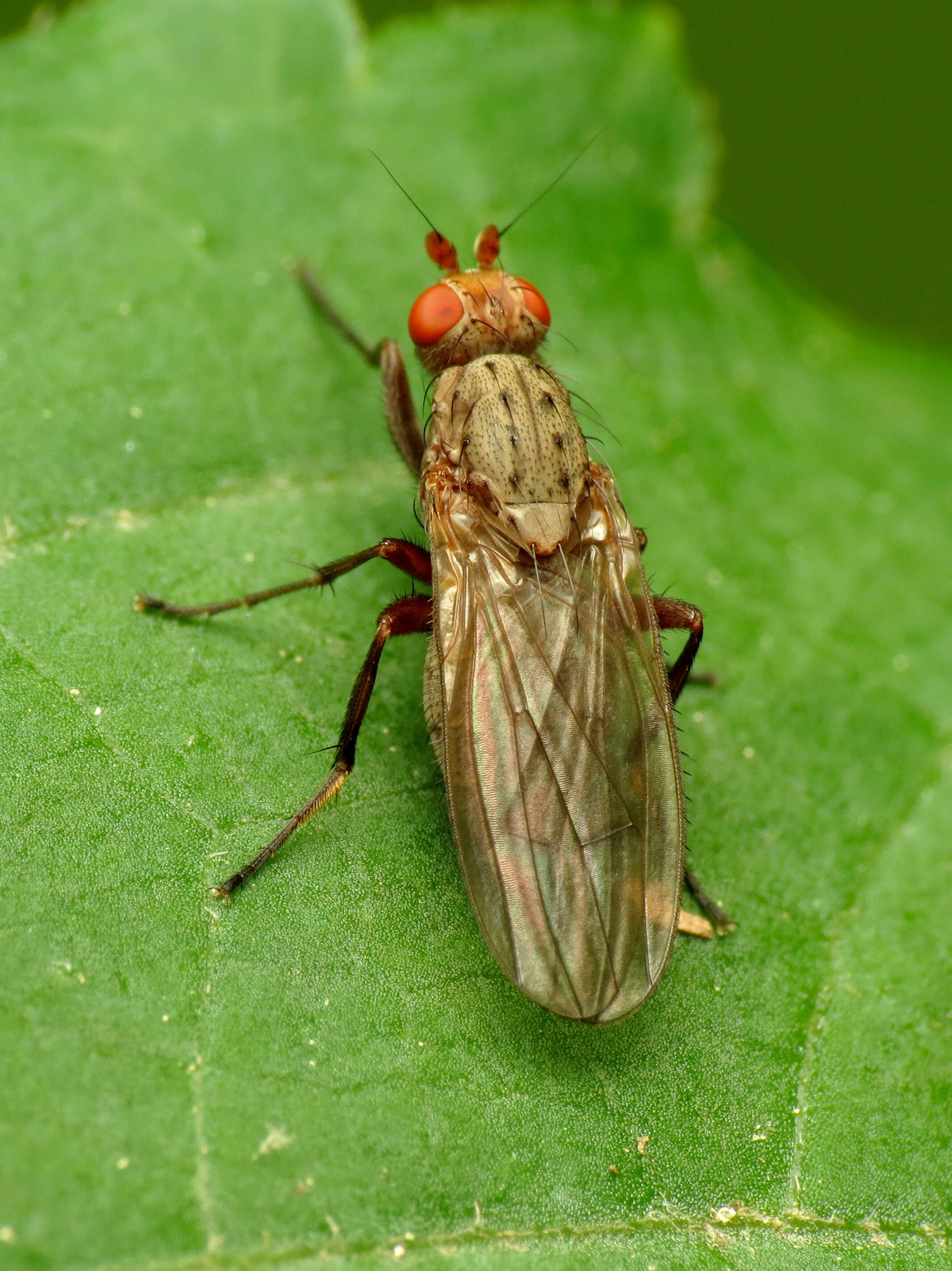 Image of heleomyzid flies