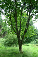 Image of Devil maple