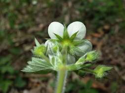 Image of Hautbois Strawberry