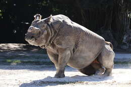 Image of Indian Rhinoceros