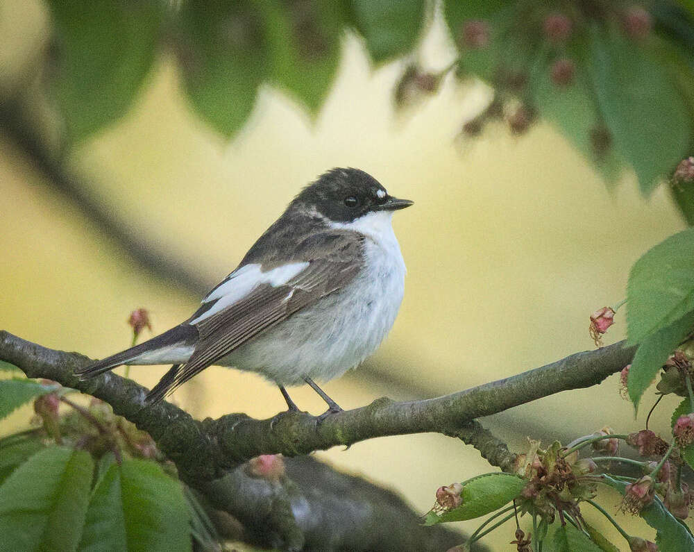 Plancia ëd Ficedula hypoleuca (Pallas 1764)