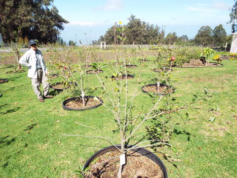 Image of paradise apple