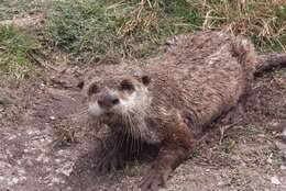 Image of African Clawless Otter