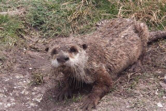 Image of African Clawless Otter