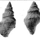 Image of Megasurcula wynoocheensis