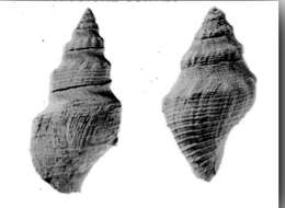 Image of Megasurcula wynoocheensis