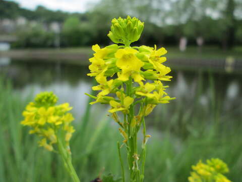 Image of winter-cress, yellow rocket