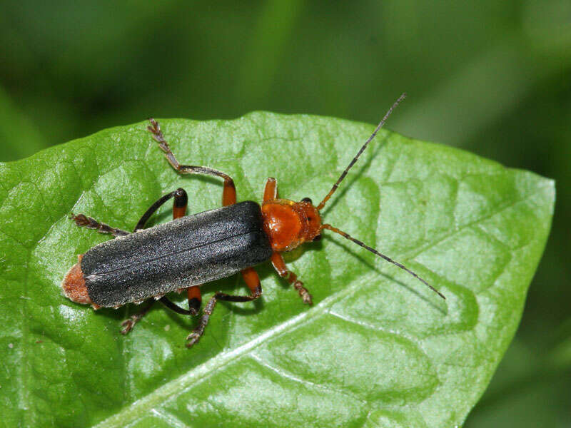 Image of Cantharis livida