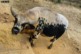 Image of Gaur