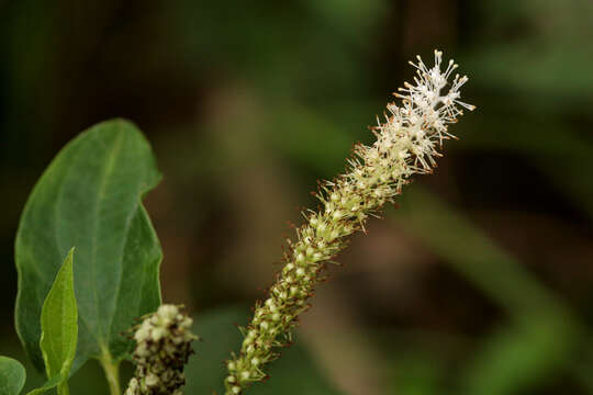 Image of lizard's tail