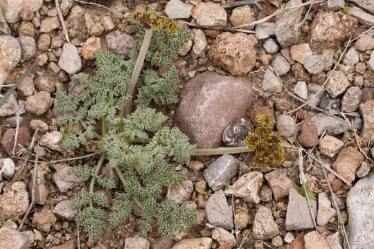 Image of desert biscuitroot