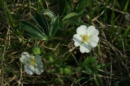 Imagem de Potentilla alba L.