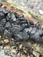 Image of Black Witches' Butter