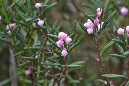 Image of bog rosemary