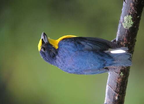 Image of Thick-billed Euphonia