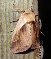 Image of Bellura obliqua