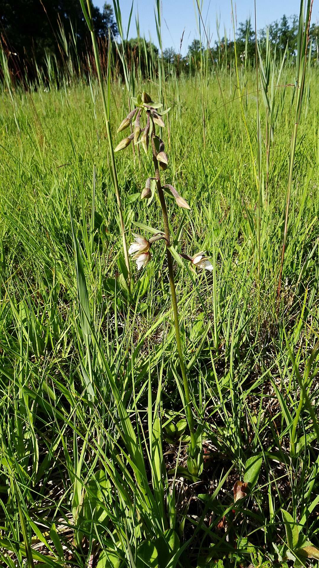 Imagem de Epipactis palustris (L.) Crantz