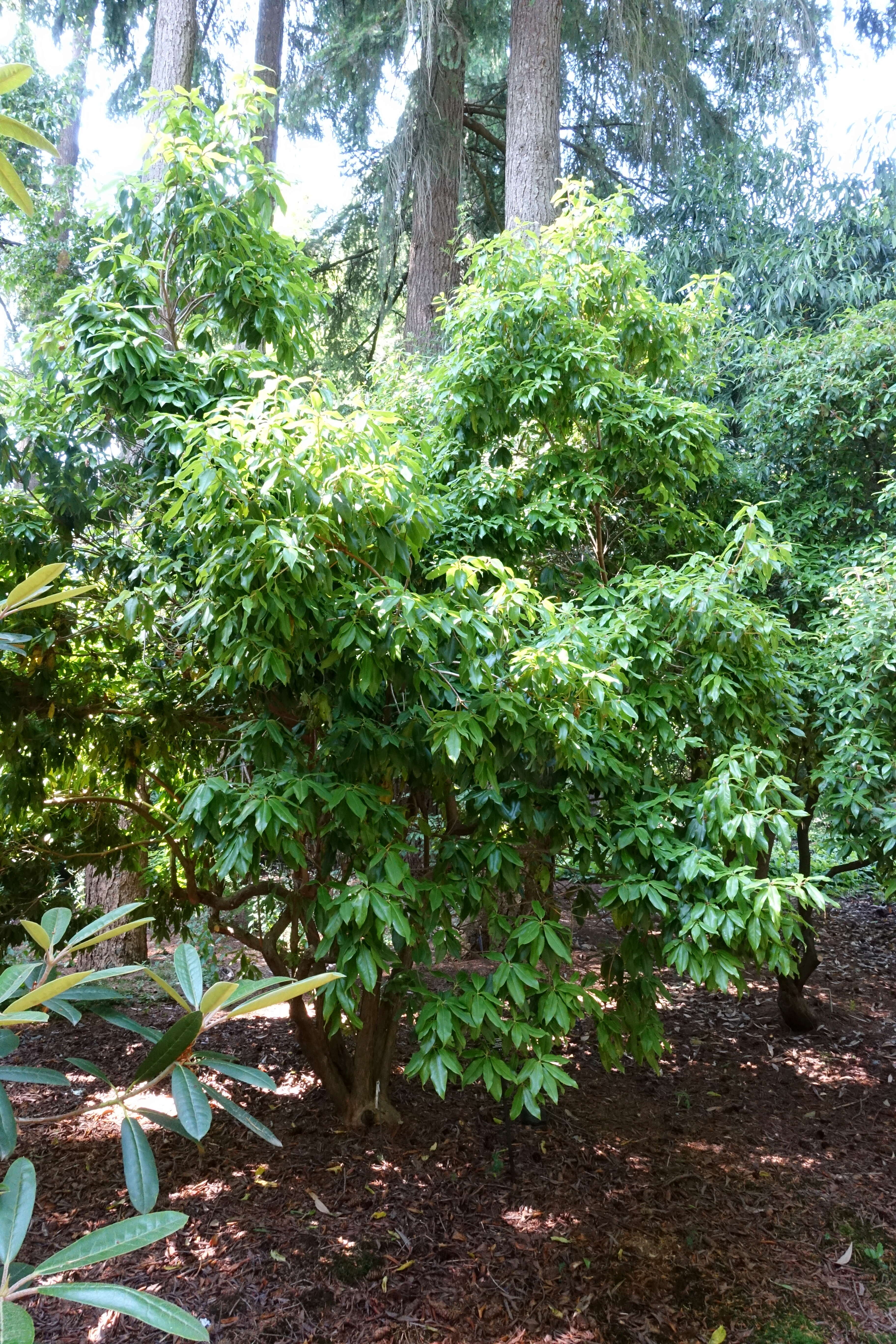 صورة Rhododendron augustinii Hemsl.