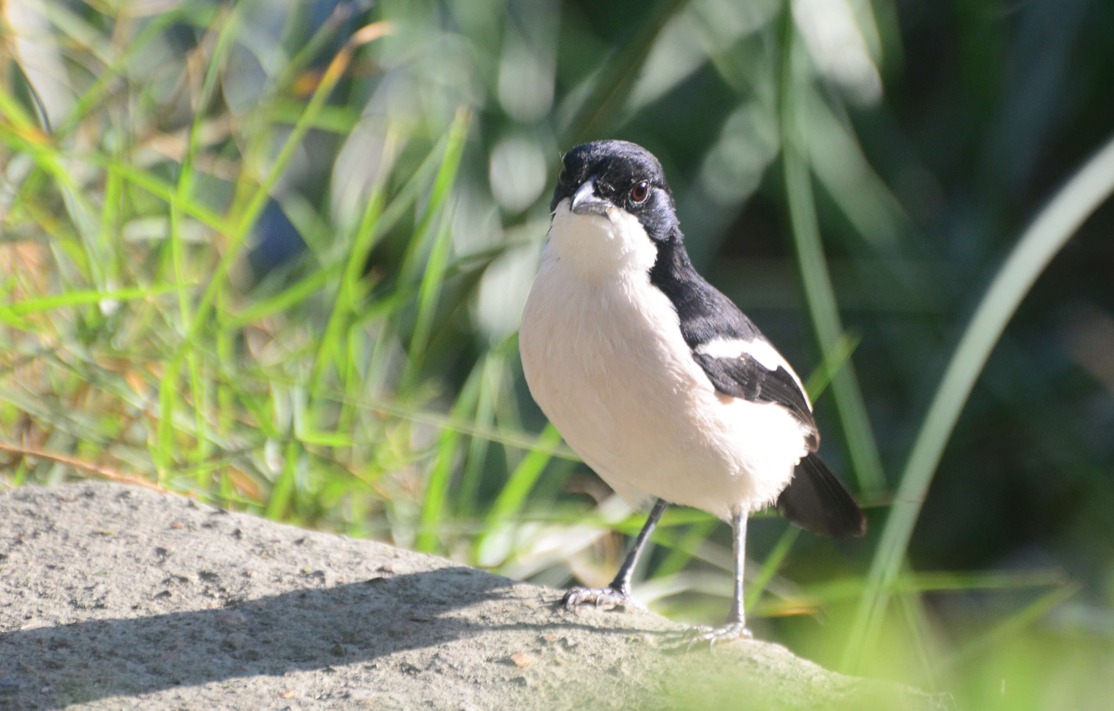 Image of Tropical Boubou