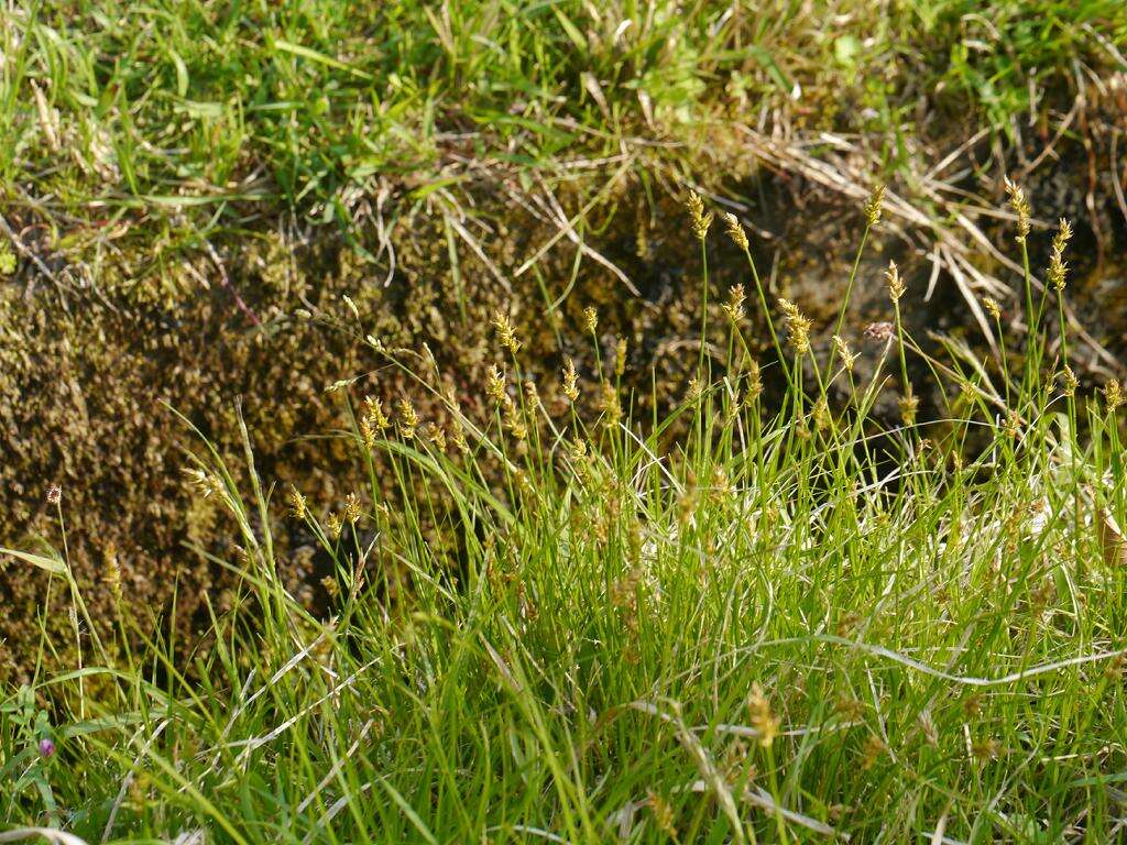 Image of Carex arenicola F. Schmidt