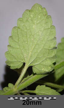 Image of raceme catnip