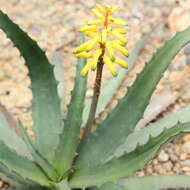 Aloe citrea (Guillaumin) L. E. Newton & G. D. Rowley resmi