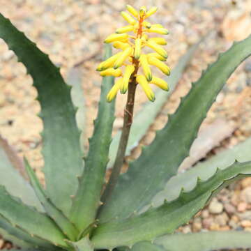 Image of Aloe citrea (Guillaumin) L. E. Newton & G. D. Rowley