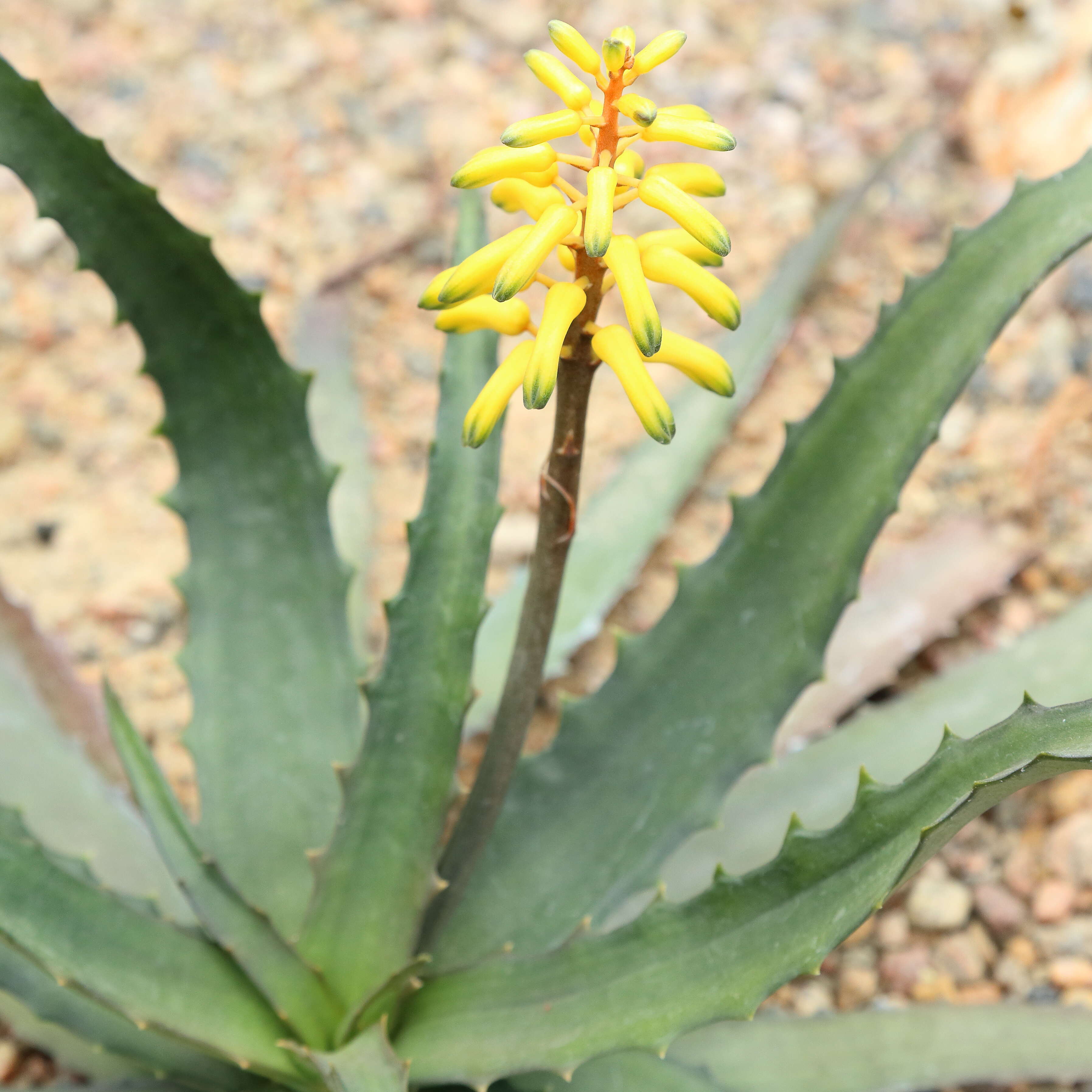 Aloe citrea (Guillaumin) L. E. Newton & G. D. Rowley resmi