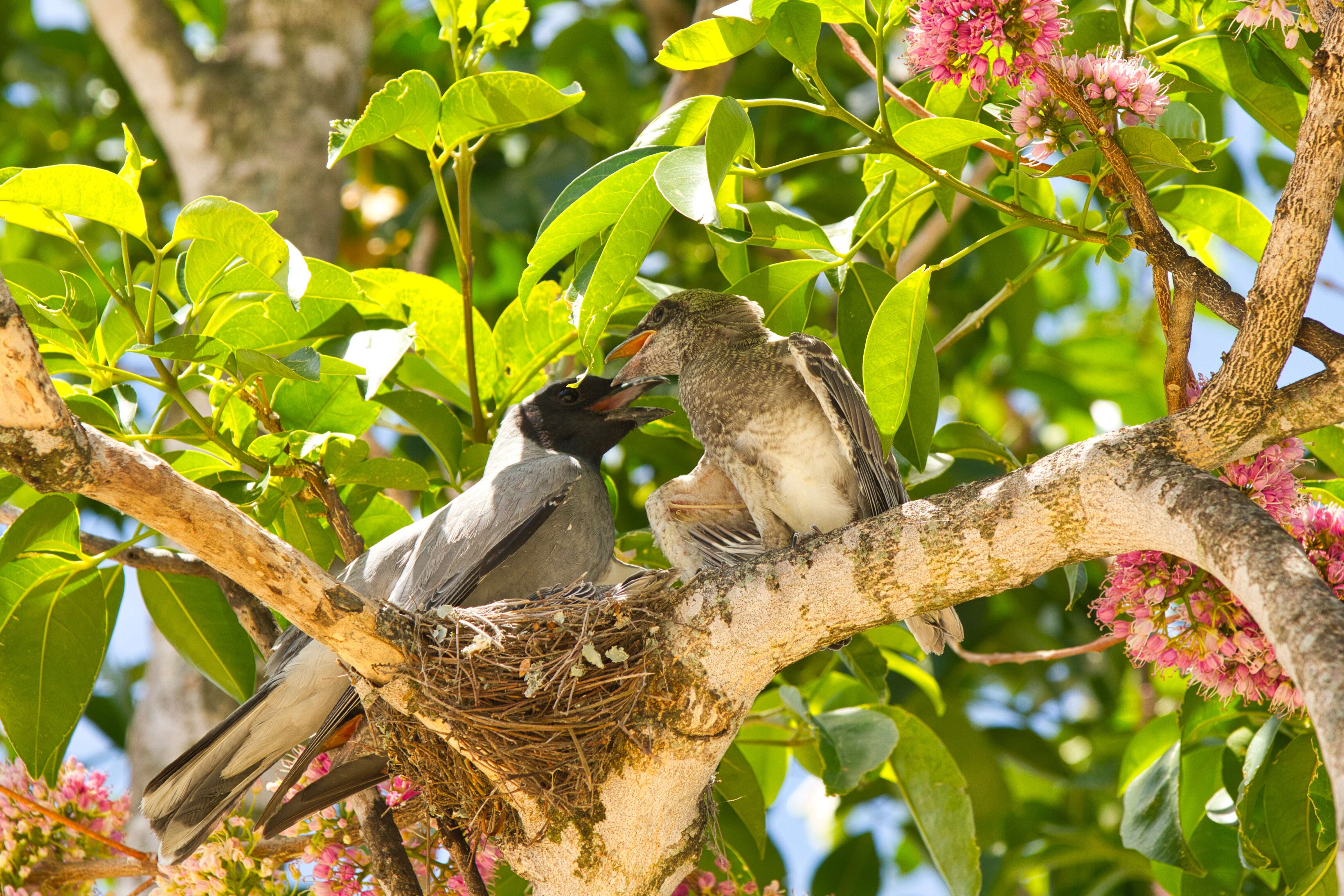 Image of Black-faced Cuckoo-shrike