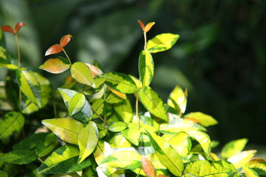 Plancia ëd Trachelospermum asiaticum (Sieb. & Zucc.) Nakai