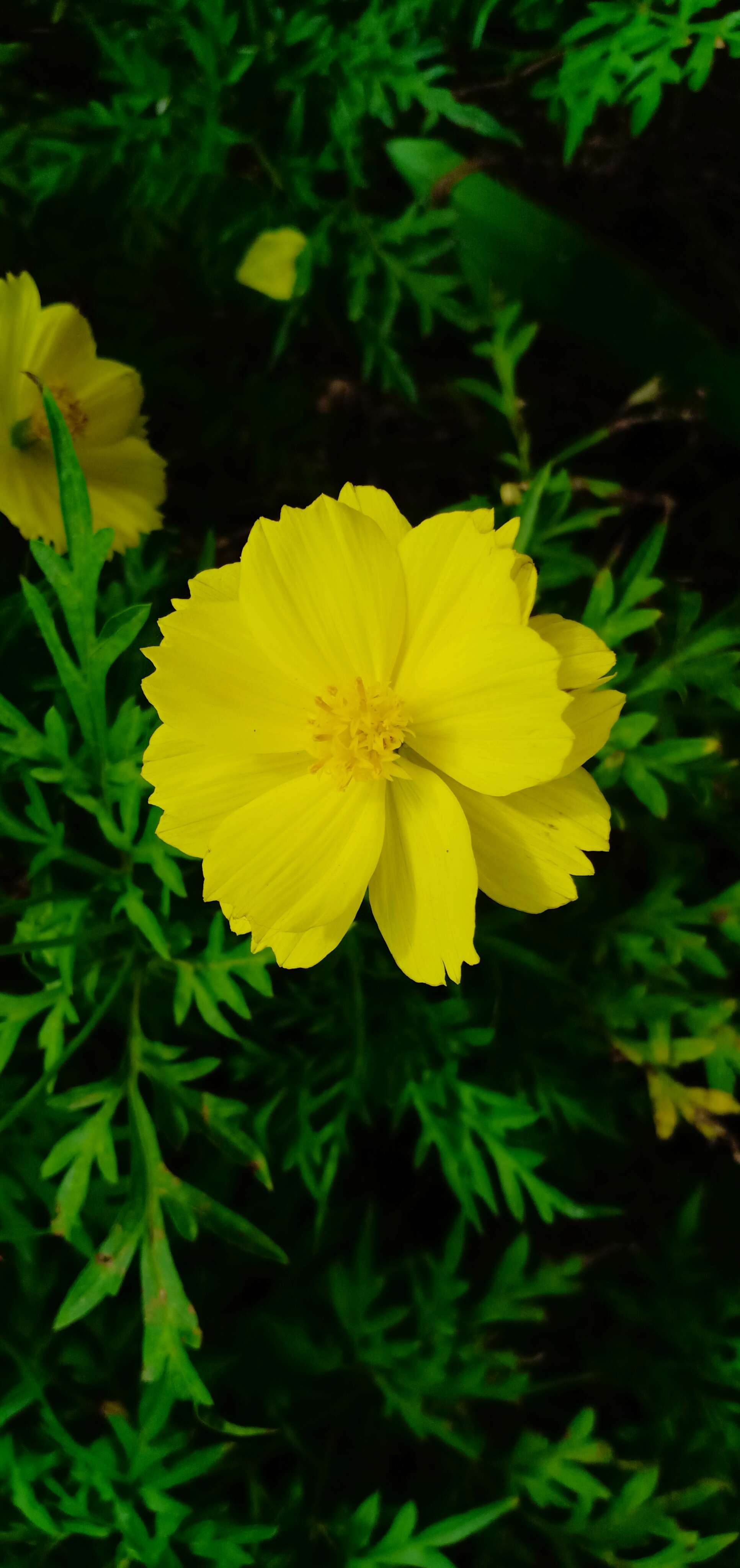 Image of sulphur cosmos