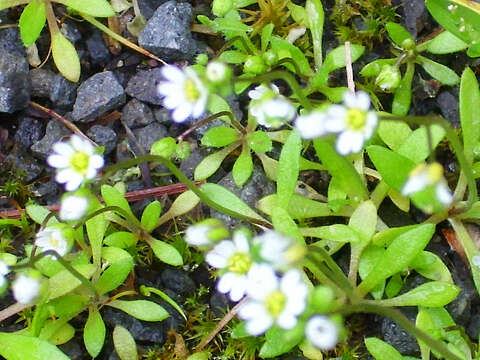 Image of Bellis annua subsp. microcephala (Lange) Nym.