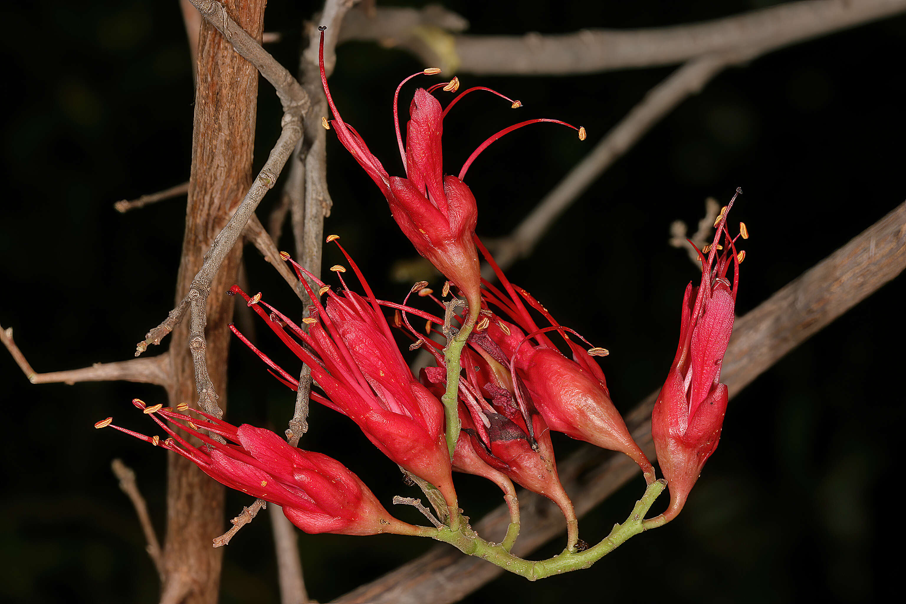 Image of Hottentot's Bean