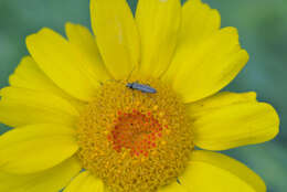 Image of corndaisy