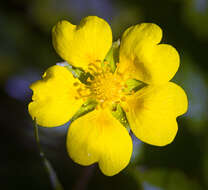 Image of Bushy Cinquefoil