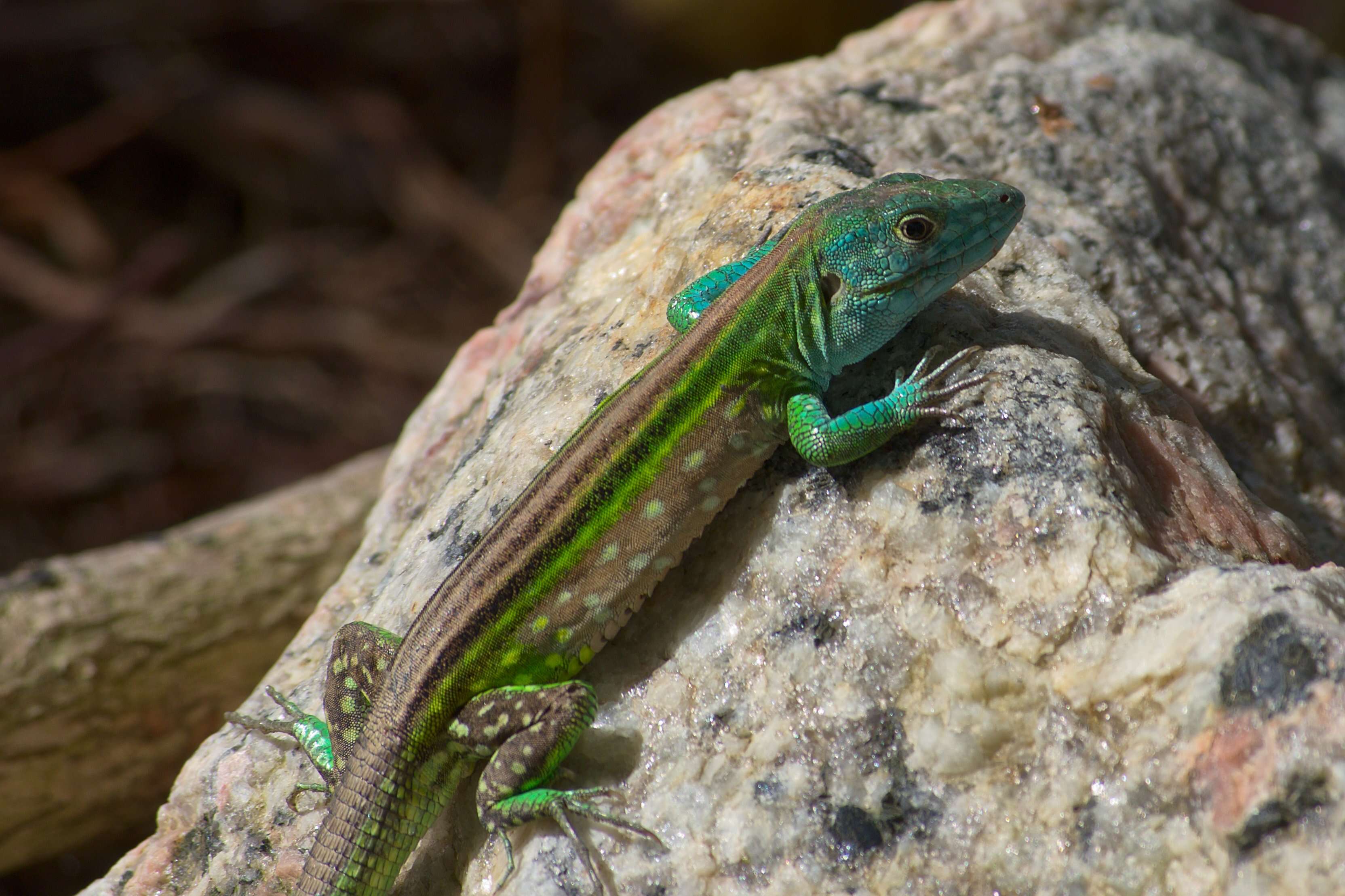 Image of Rainbow Whiptail