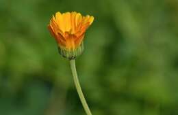 Image of pot marigold