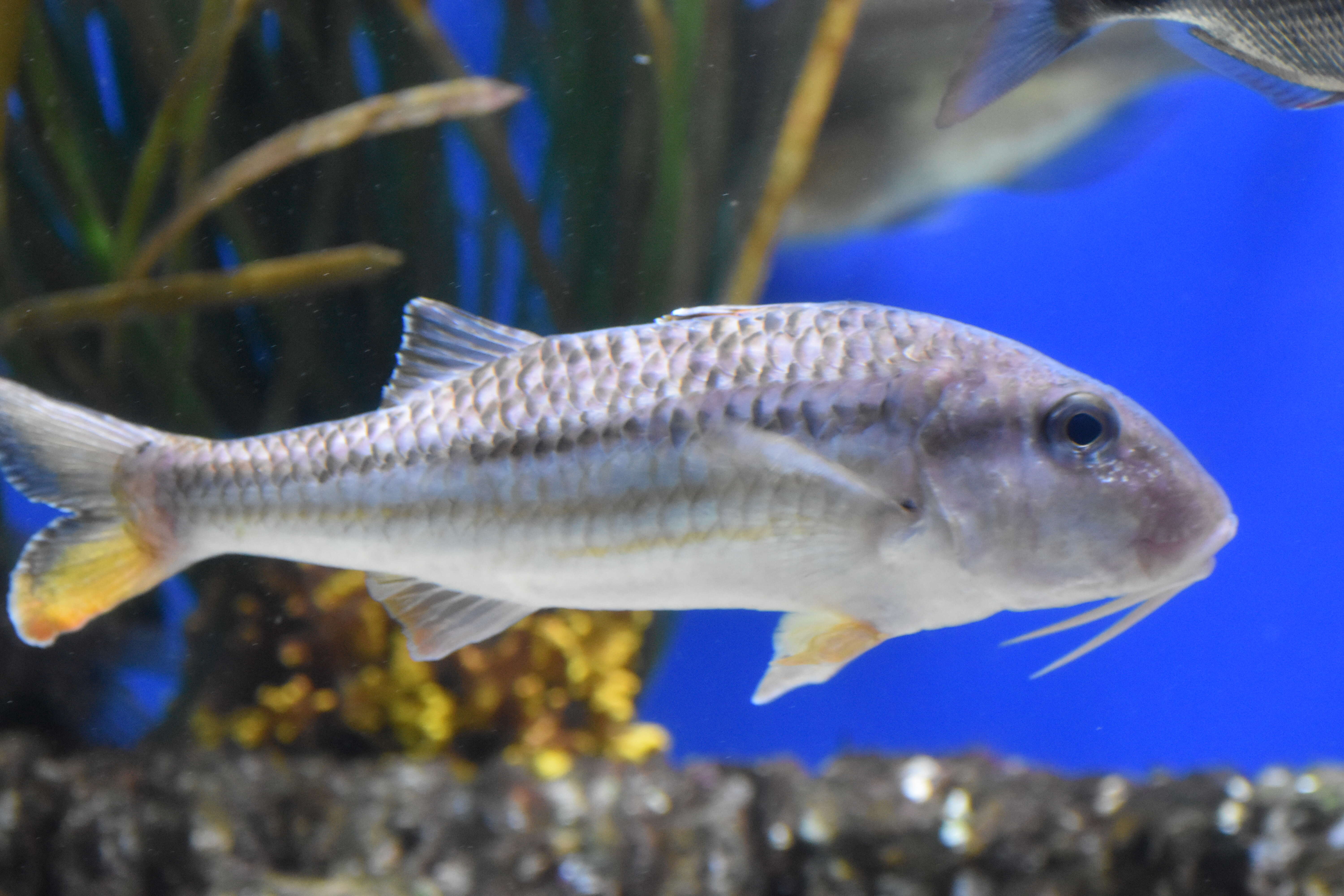 Image of Red mullets