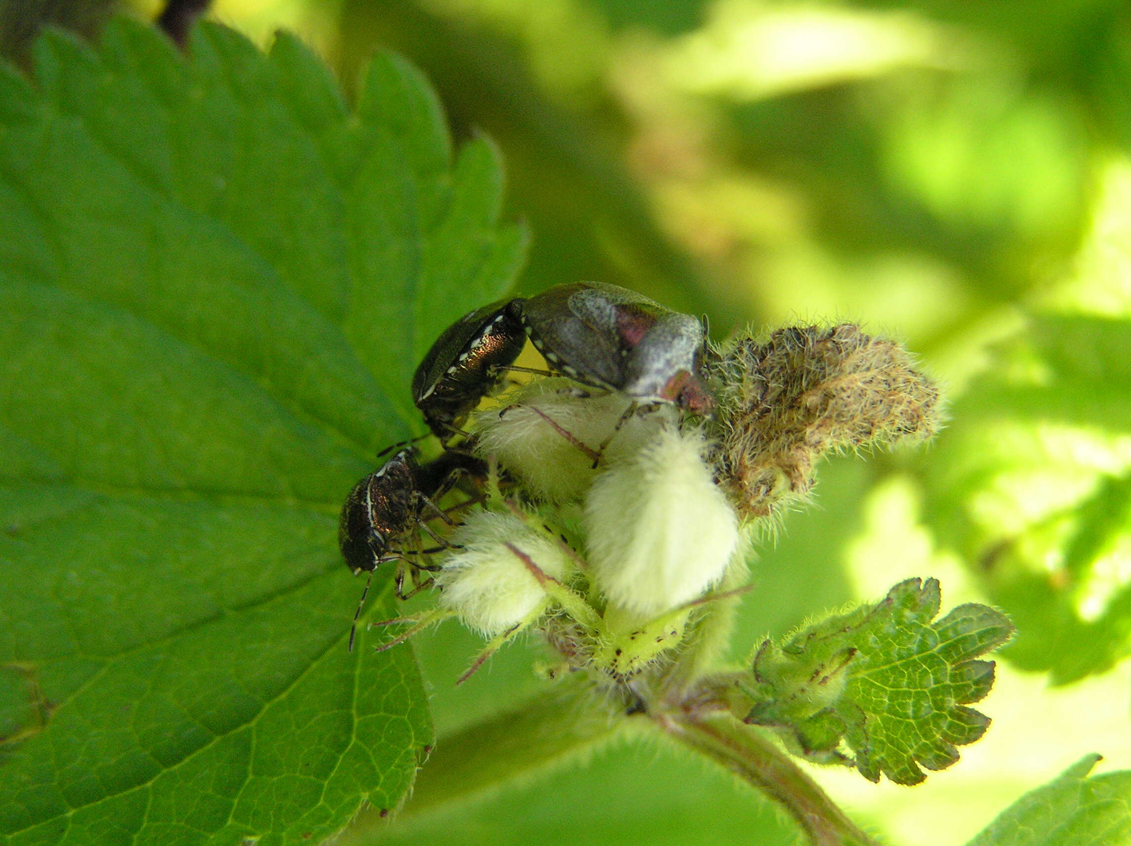 Image of <i>Eysarcoris venustissimus</i>