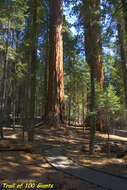 Image of giant sequoia