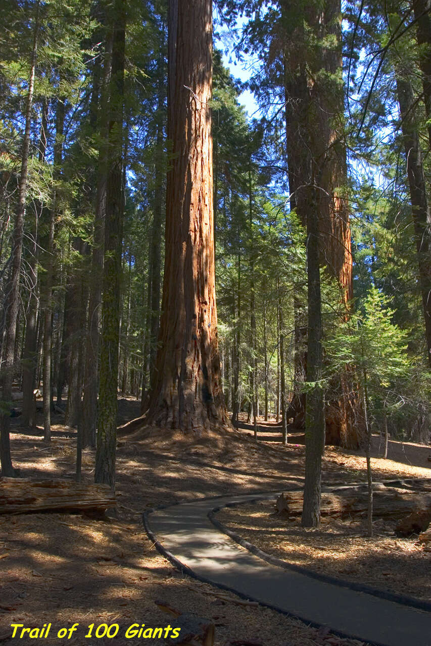 Image of giant sequoia