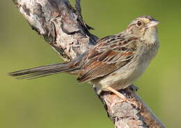 Image of Bachman's Sparrow