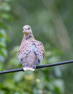 Image of Oriental Turtle Dove