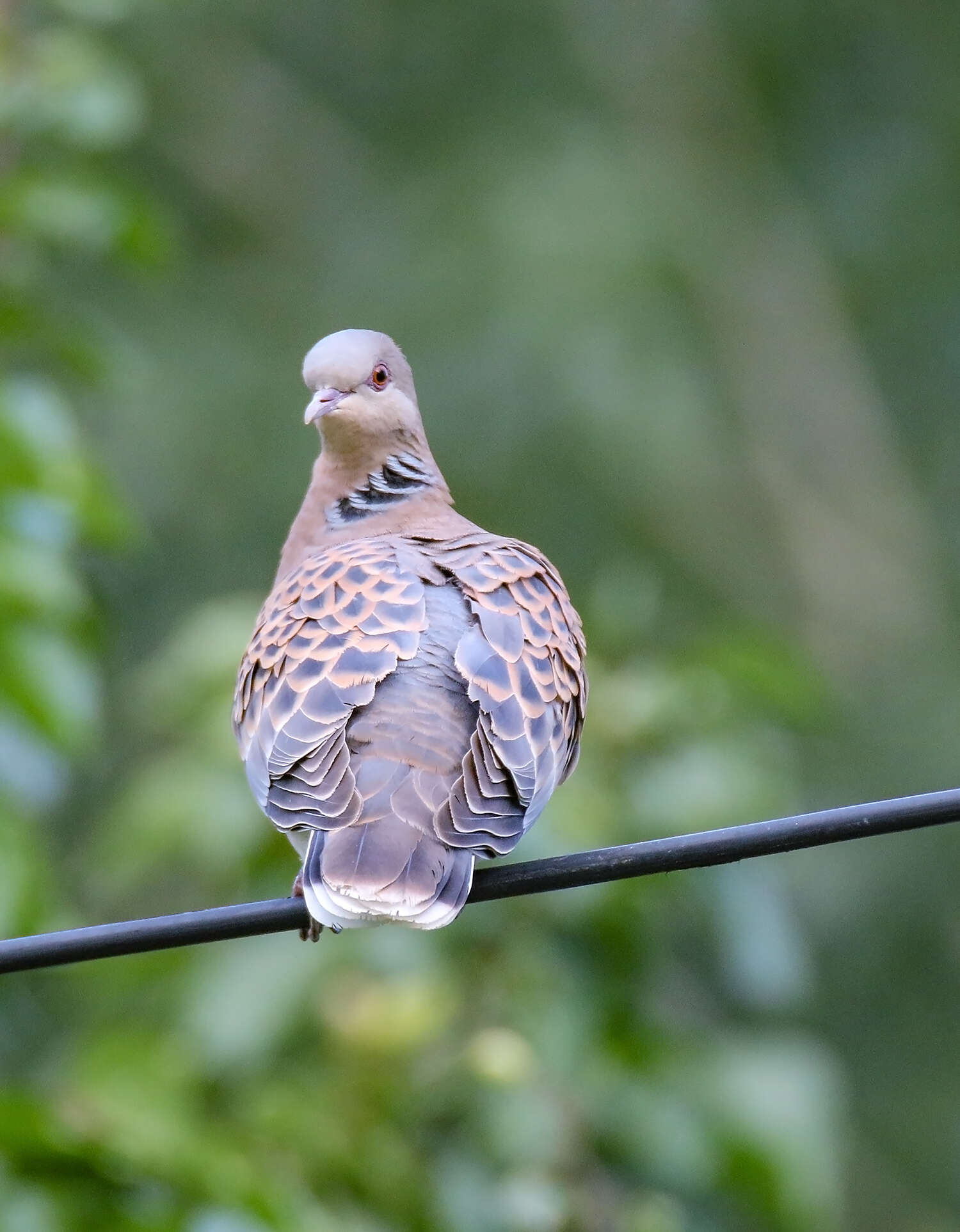 Image of Oriental Turtle Dove