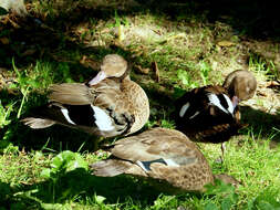 Image of Bernier's Teal