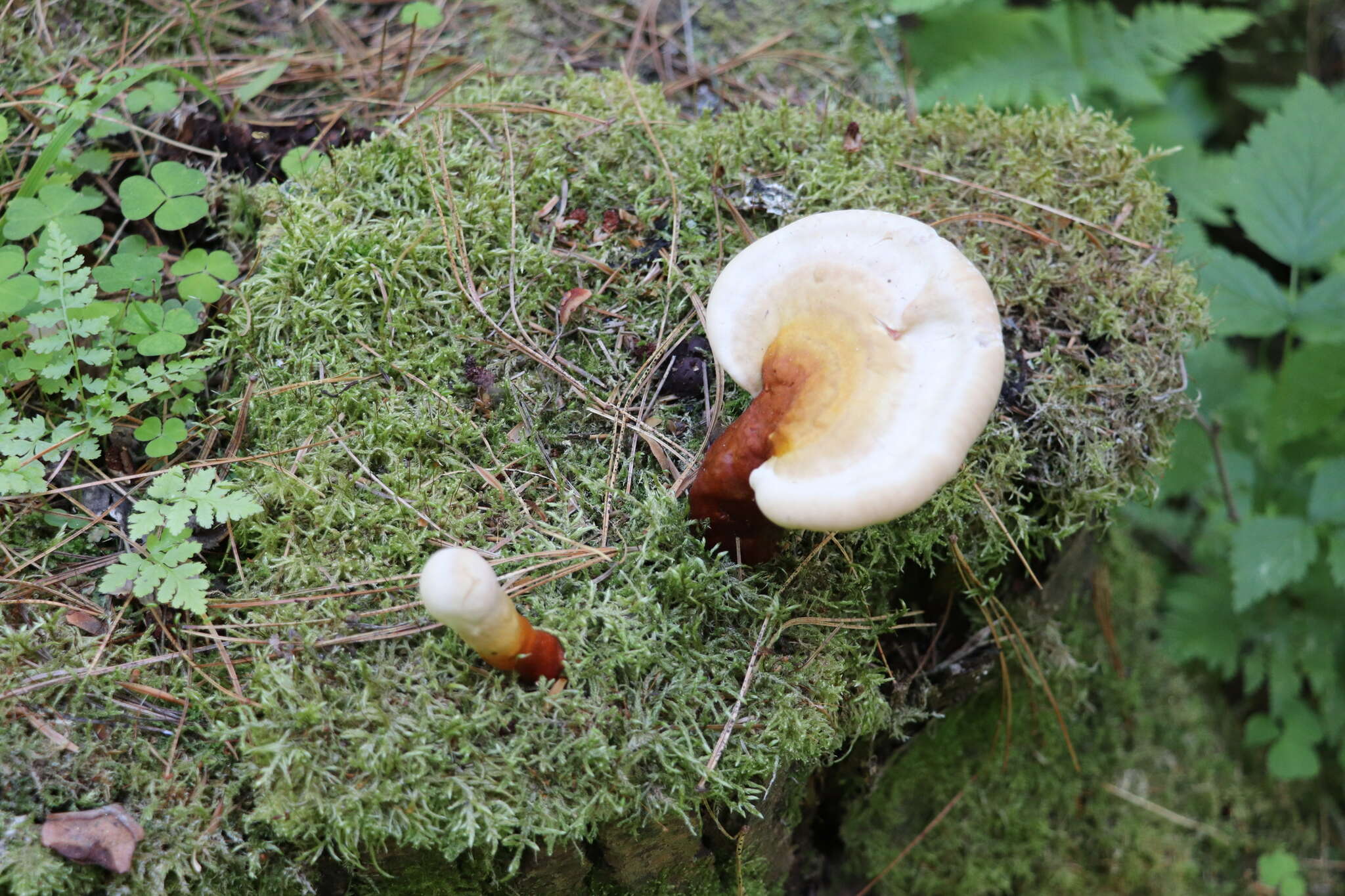 Image of lingzhi mushroom