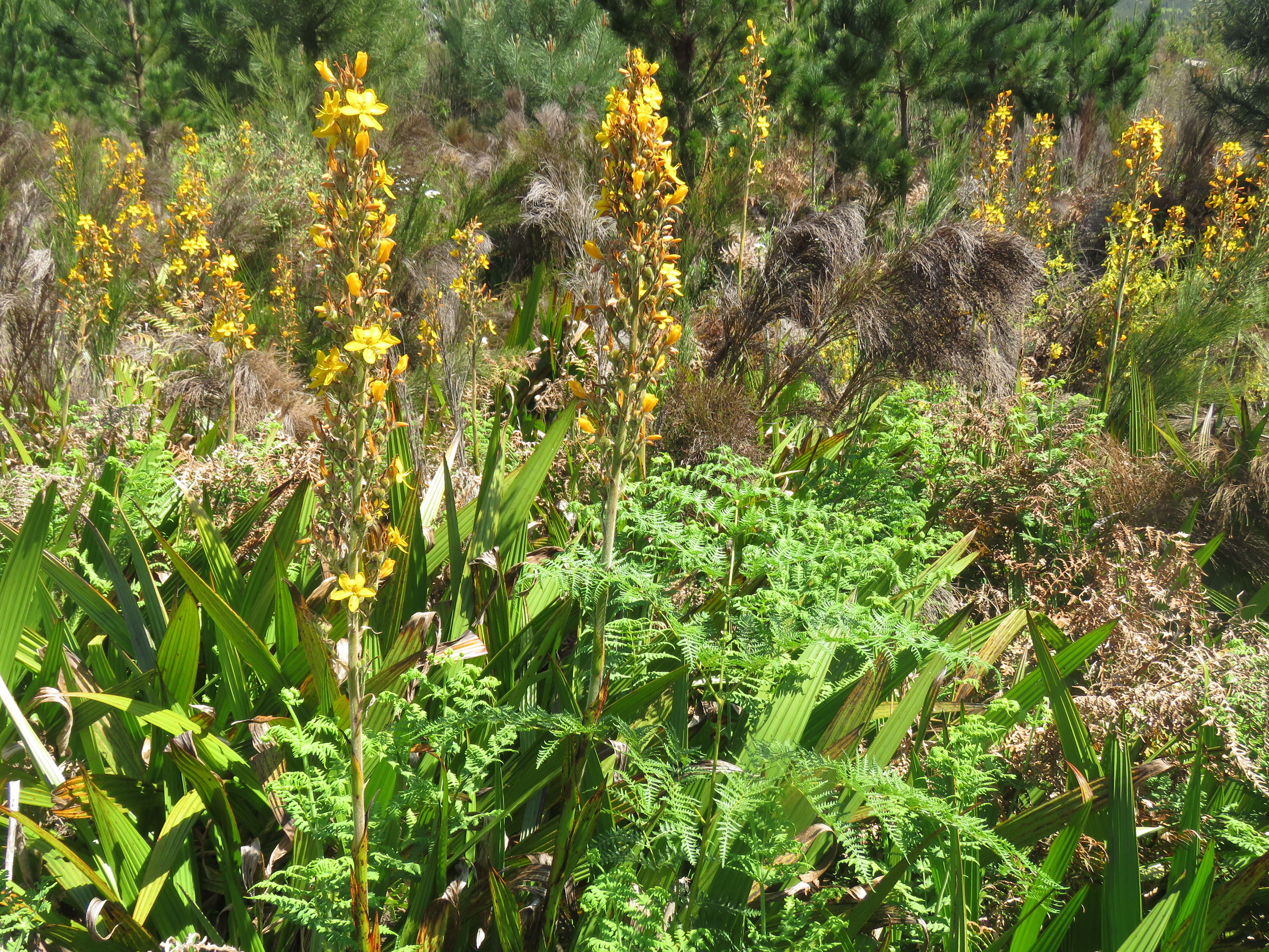 Image of Wachendorfia thyrsiflora Burm.