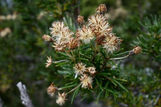 Image of prickly alpine daisybush